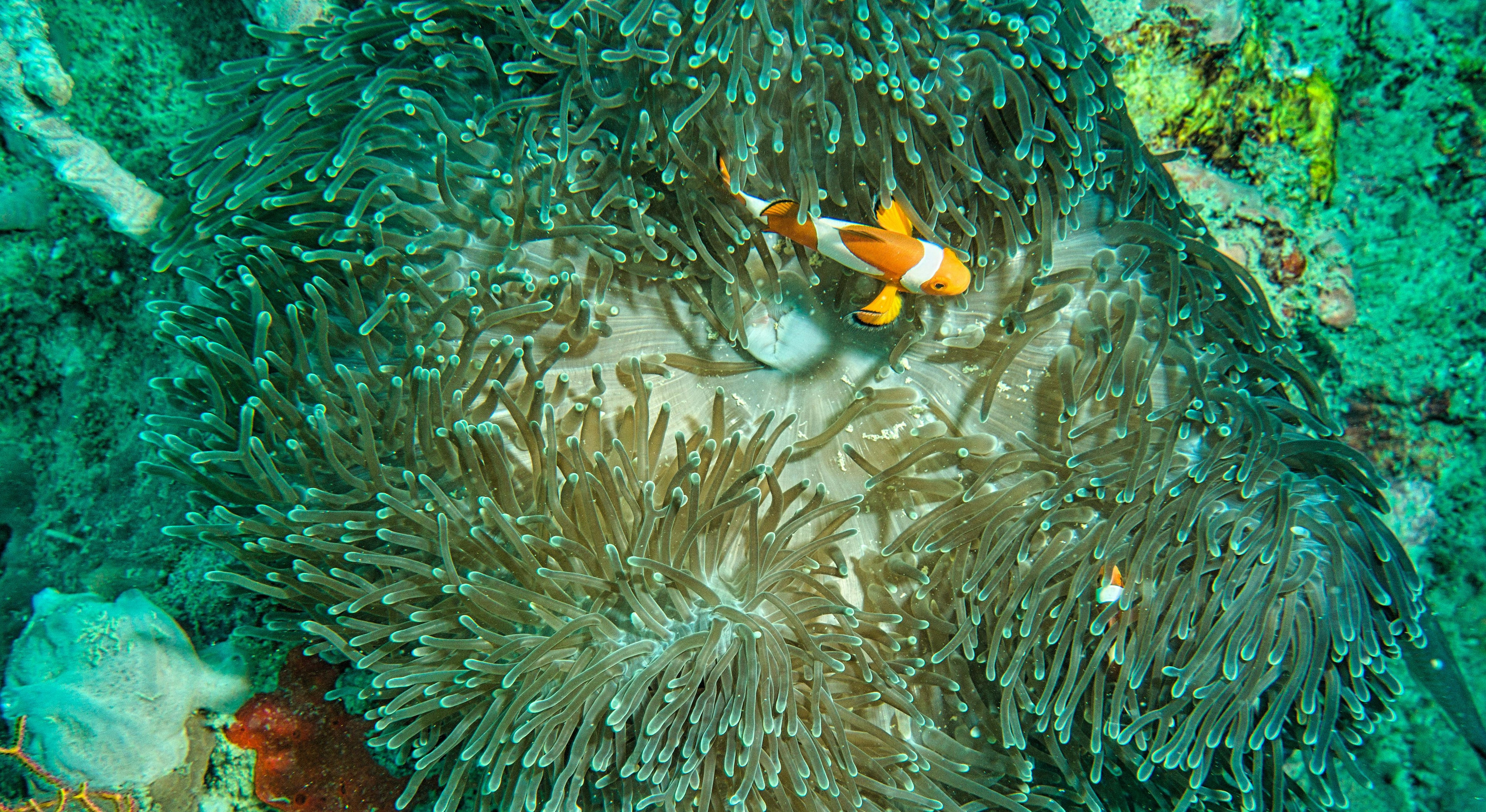 image of a clownfish in a sea anemone